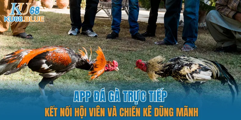 App Đá Gà Trực tiếp - Kết Nối Hội Viên Và Chiến Kê KU68 6 App đá gà trực tiếp