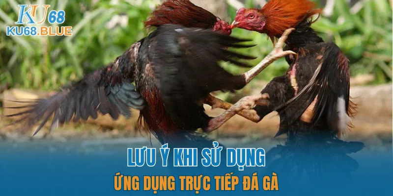 Luật Chơi Đá Gà Mới Nhất 2025 - Dân Chơi Phải Biết 7 Chú ý giúp quá trình sử dụng app đá gà trực tiếp dễ dàng