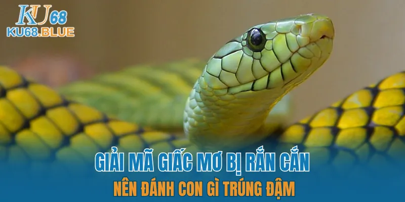 Luật Chơi Đá Gà Mới Nhất 2025 - Dân Chơi Phải Biết 7 Gợi ý con số may mắn khi chiêm bao bị rắn cắn