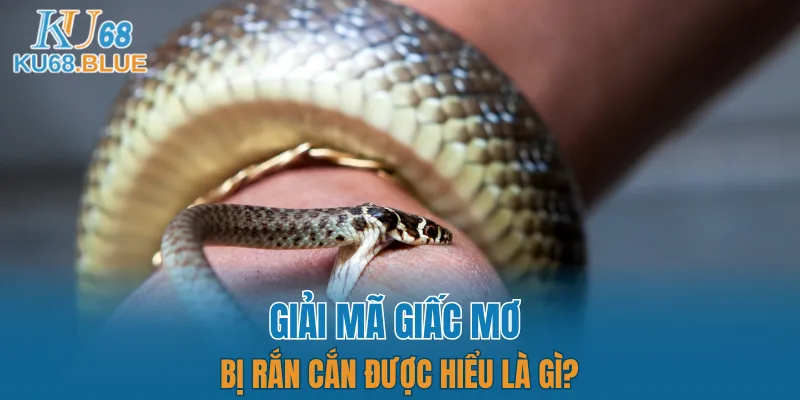 Luật Chơi Đá Gà Mới Nhất 2025 - Dân Chơi Phải Biết 5 Khái quát về mơ thấy rắn cắn
