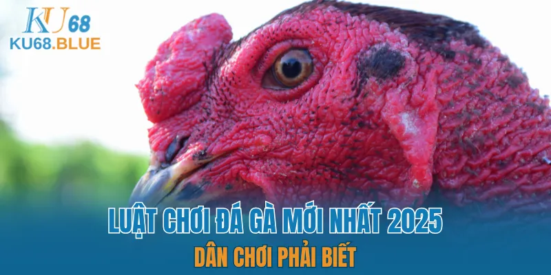 Luật Chơi Đá Gà Mới Nhất 2025 - Dân Chơi Phải Biết 7 Luật chơi đá gà