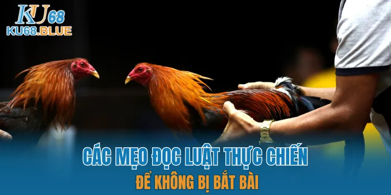 App Đá Gà Trực tiếp - Kết Nối Hội Viên Và Chiến Kê KU68 7 Mẹo nhớ luật thực chiến cực hay