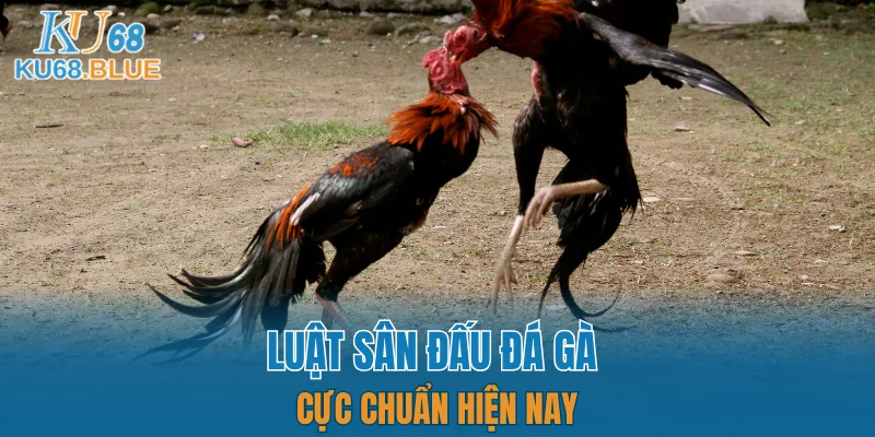 App Đá Gà Trực tiếp - Kết Nối Hội Viên Và Chiến Kê KU68 6 Toàn bộ quy tắc dân cược phải biết