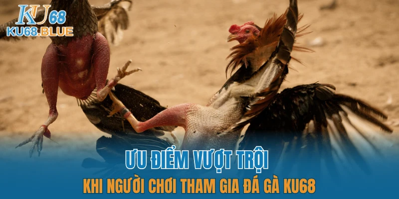 Đá Gà KU68 5 Ưu điểm vượt trội khi người chơi tham gia đá gà KU68